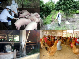 Triển khai kế hoạch phòng, chống dịch bệnh động vật trên cạn năm 2020 trên địa bàn thành phố Buôn Ma Thuột