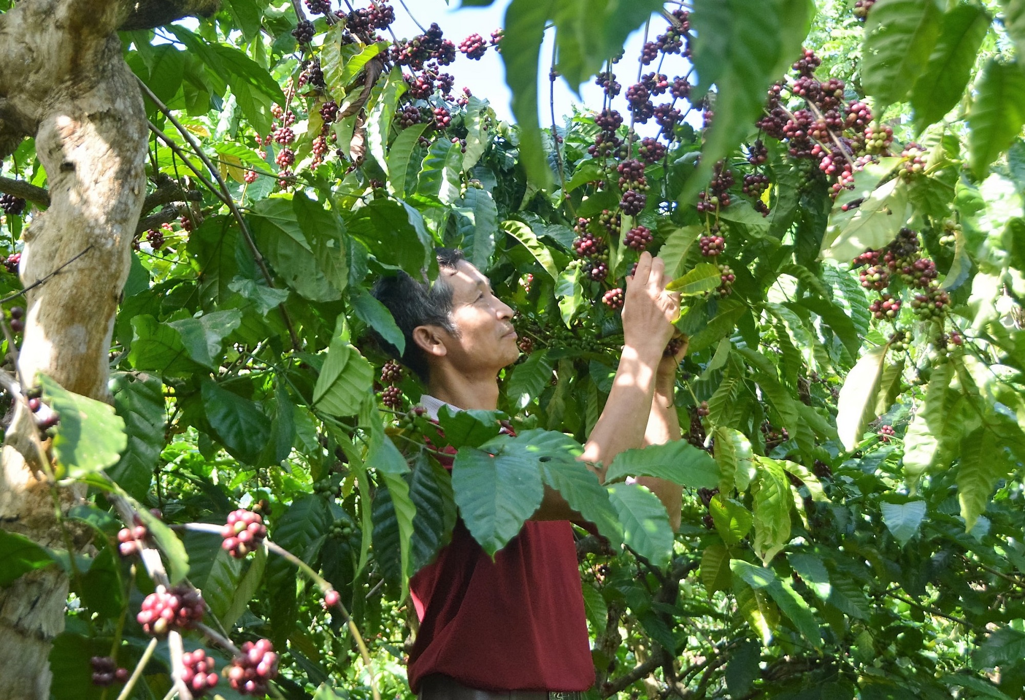 TP. Buôn Ma Thuột: Đẩy mạnh phát triển sản xuất gắn với tái cơ cấu ngành nông nghiệp, chuyển dịch cơ cấu nông nghiệp gắn với xây dựng nông thôn mới và giảm nghèo bền vững.