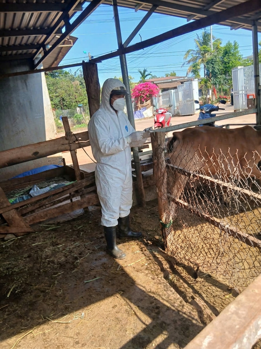 Phường Buôn Ma Thuột: Giảm tối thiểu 30% số ổ dịch, tiêm phòng trên 70% tổng đàn gia súc, gia cầm trên địa bàn