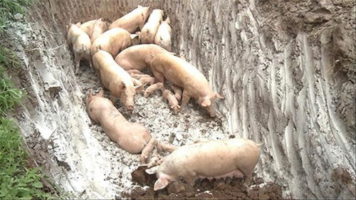 Thành phố Buôn Ma Thuột công bố dịch tả heo châu Phi trên địa bàn