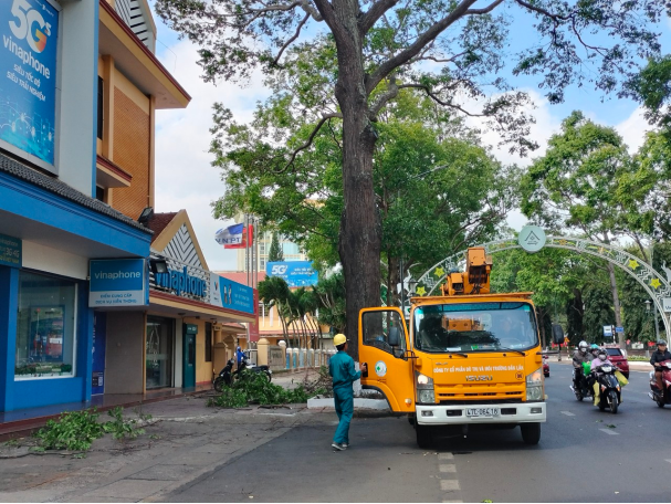 Tăng cường công tác quản lý và phát triển cây xanh trên địa bàn thành phố Buôn Ma Thuột.